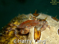 Cucumber Harlequin Crab By xiao Liu Qiu,TAIWAN.
CASIO EX... by Harry Yang 